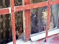 Cats in Window