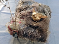 Nest