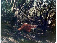 Bed in Woods