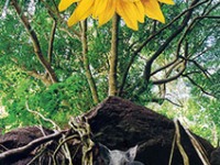 Frog Flower
