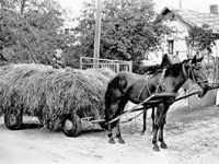Hay Cart